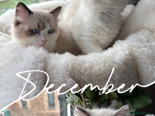 Ragdoll cats Beautiful two GCCF kittens. Blue Bicolour Ragdolls - Advert 6