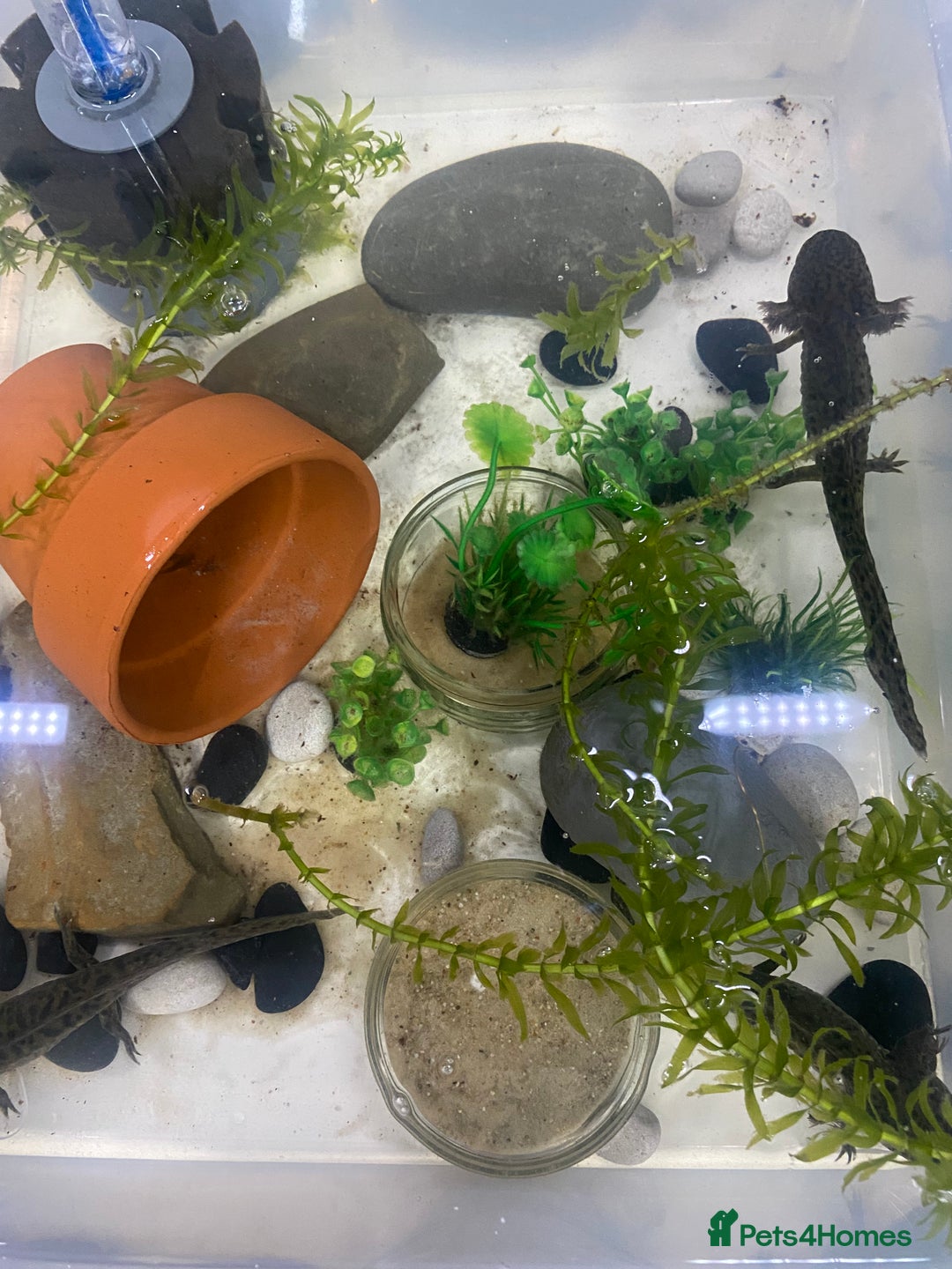 Axolotl reptiles for sale: Pair of breeding axolotls  - Advert 11