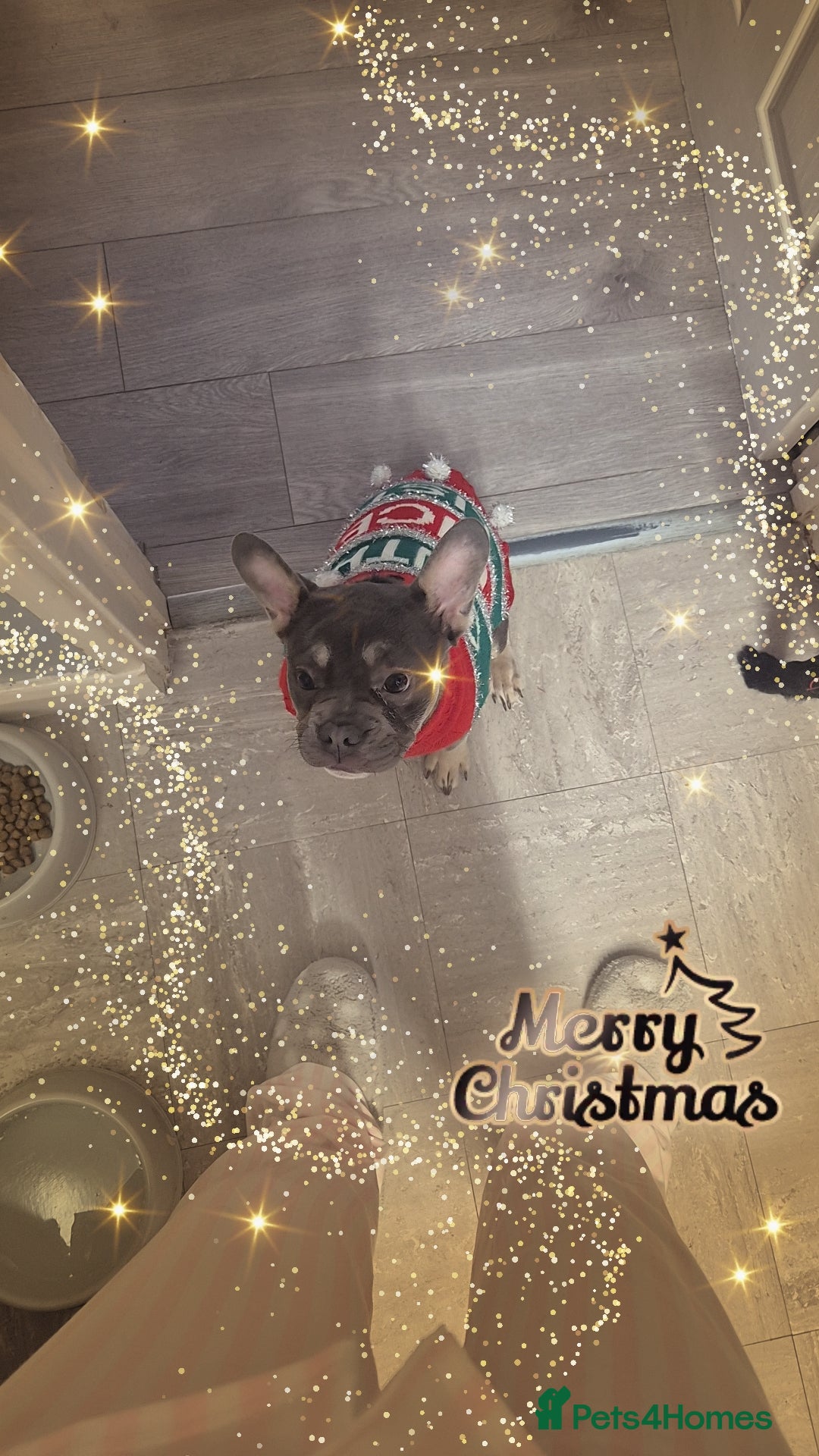 French Bulldog dogs Bluey - Advert 1