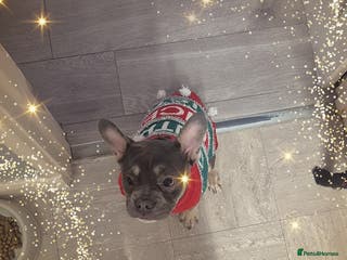 French Bulldog dogs Bluey - Advert 5