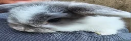 Mini Lop rabbits for sale: Male mini lop last one ready for new home  - Advert 4