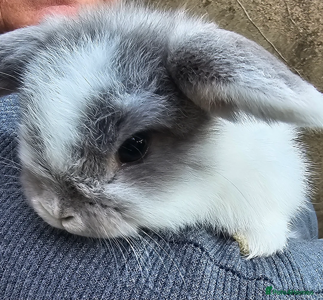 Mini Lop rabbits for sale: Male mini lop last one ready for new home  - Advert 4