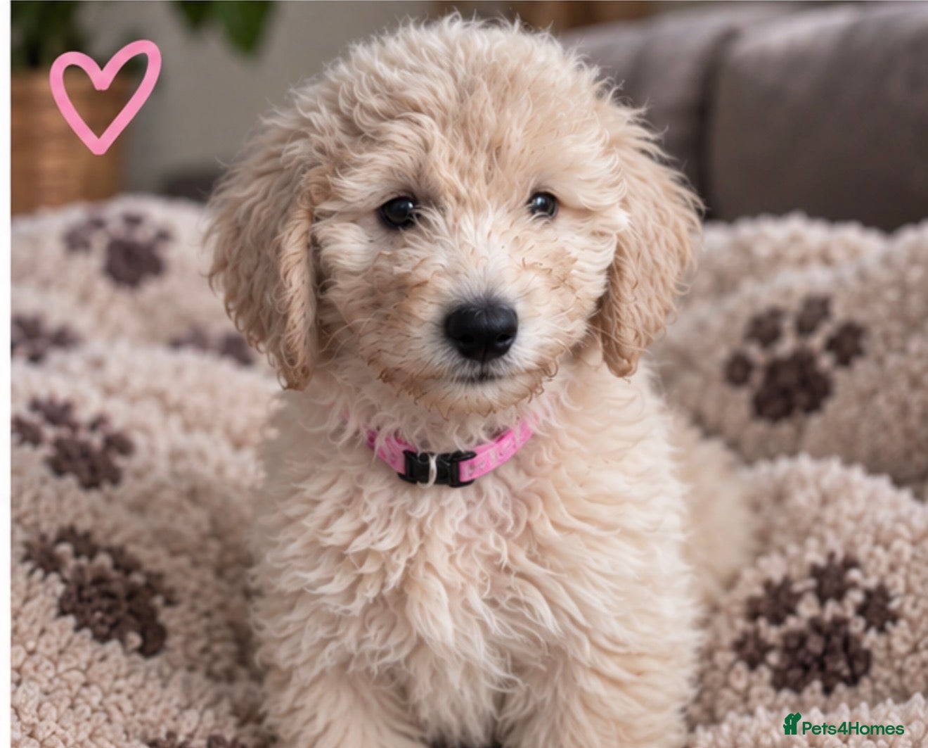 Mini Goldendoodle dogs MINI GOLDENDOODLE PUPPIES - Advert 2