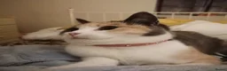 Mixed Breed cats for sale: Loveable cuddly girls 💕 - Advert 9
