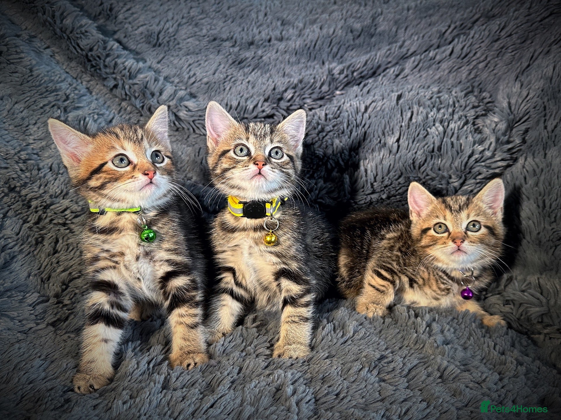 Mixed Breed cats 5 beautiful kittens  - Advert 1
