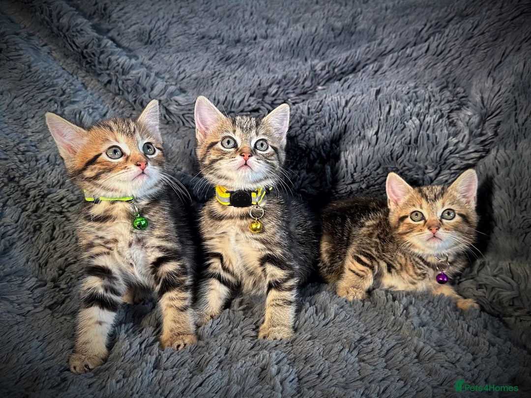 Mixed Breed cats for sale: 5 beautiful kittens  - Advert 1