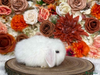 Mini Lop rabbits VACCINATED PUREBRED MINI LOP BUNNIES - Advert 7