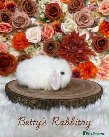 Mini Lop rabbits VACCINATED PUREBRED MINI LOP BUNNIES - Advert 6