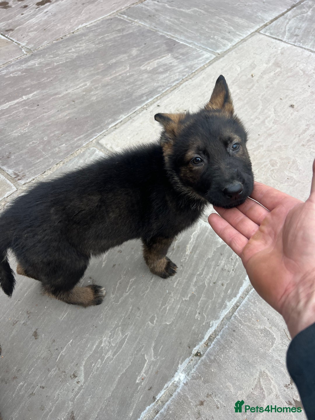 German Shepherd dogs for sale: Czechoslovakian German shepherd working line - Image 14