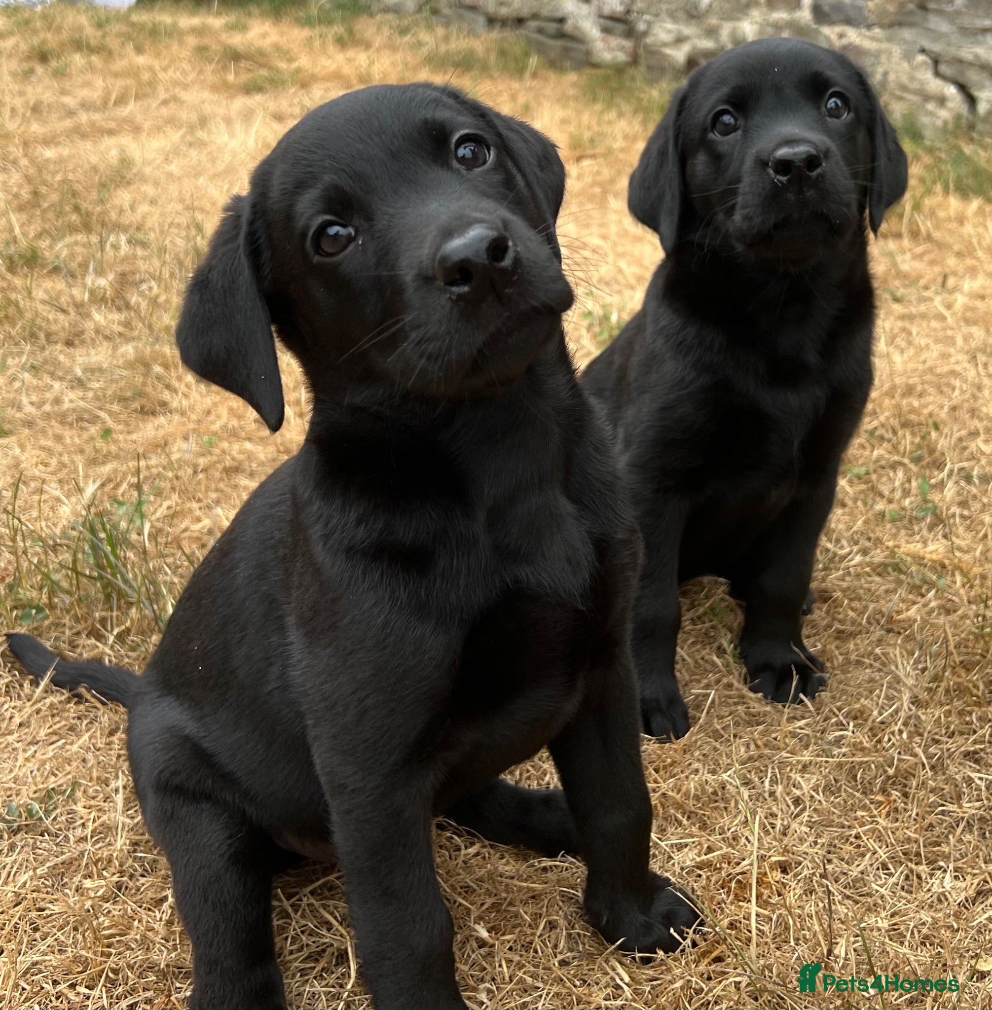 Labrador Retriever dogs 2 Beautiful Black girls available  - Advert 1