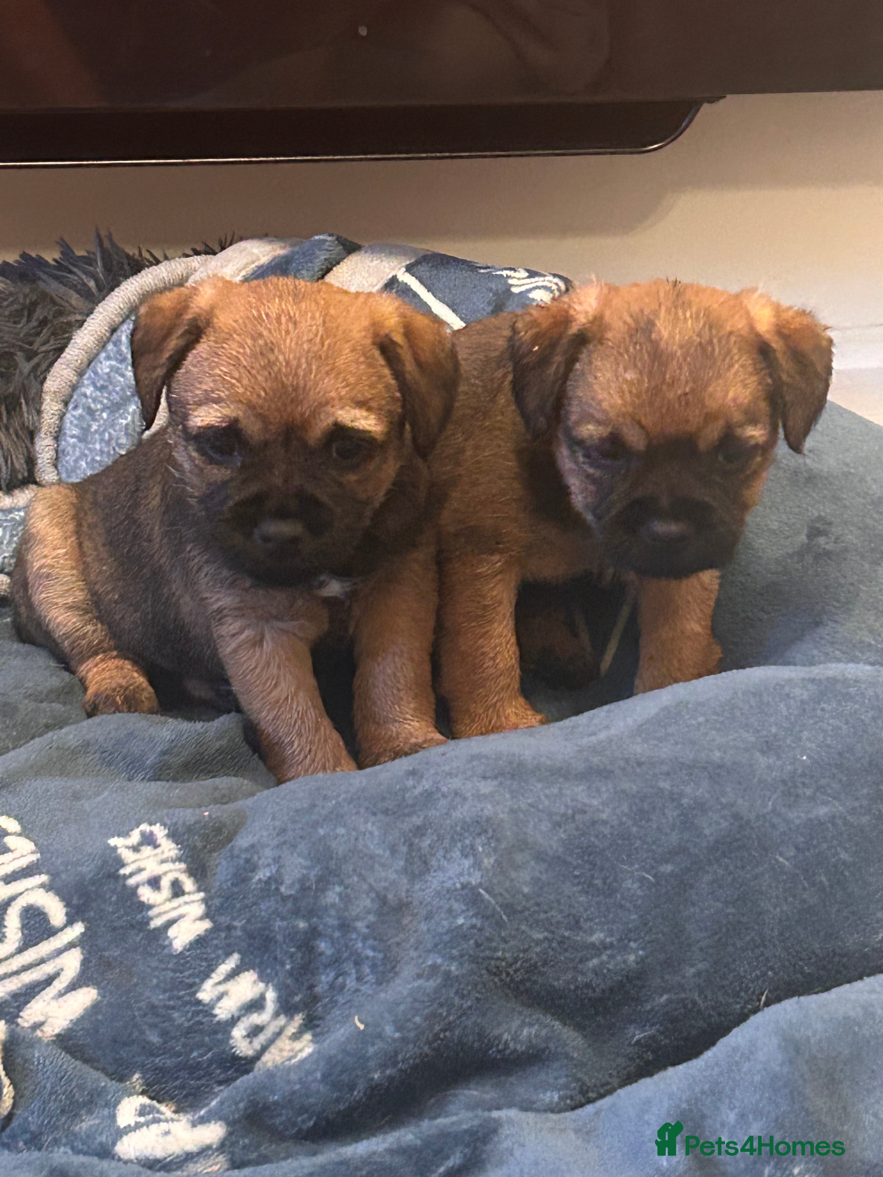 Border Terrier dogs SLEM CLEAR Border terrier puppies LAST 2 GIRLS - Advert 3