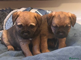 Border Terrier dogs SLEM CLEAR Border terrier puppies LAST 2 GIRLS - Advert 5