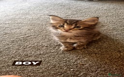 Maine Coon cats for sale: Mainecoon Kittens - Image 6
