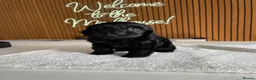 Cockapoo dogs for sale: Thick Coated Tiny Toy Cockapoo Puppies READY SOON! - Advert 18