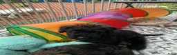 Schnoodle dogs for sale: Black/brown male Schnoodle pups for sale. - Advert 5