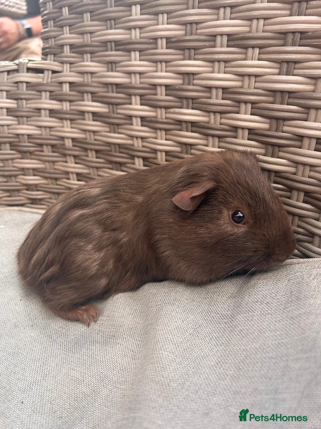 Guinea Pig rodents for sale: Boy baby guinea pigs for sale - Advert 2