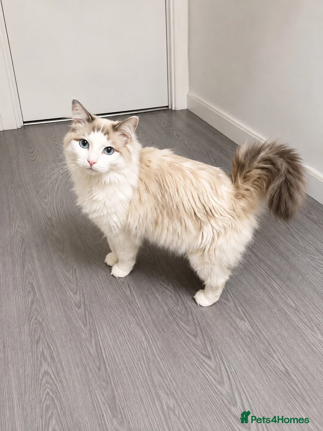 Ragdoll cats for sale: Ragdoll Male  - Advert 6