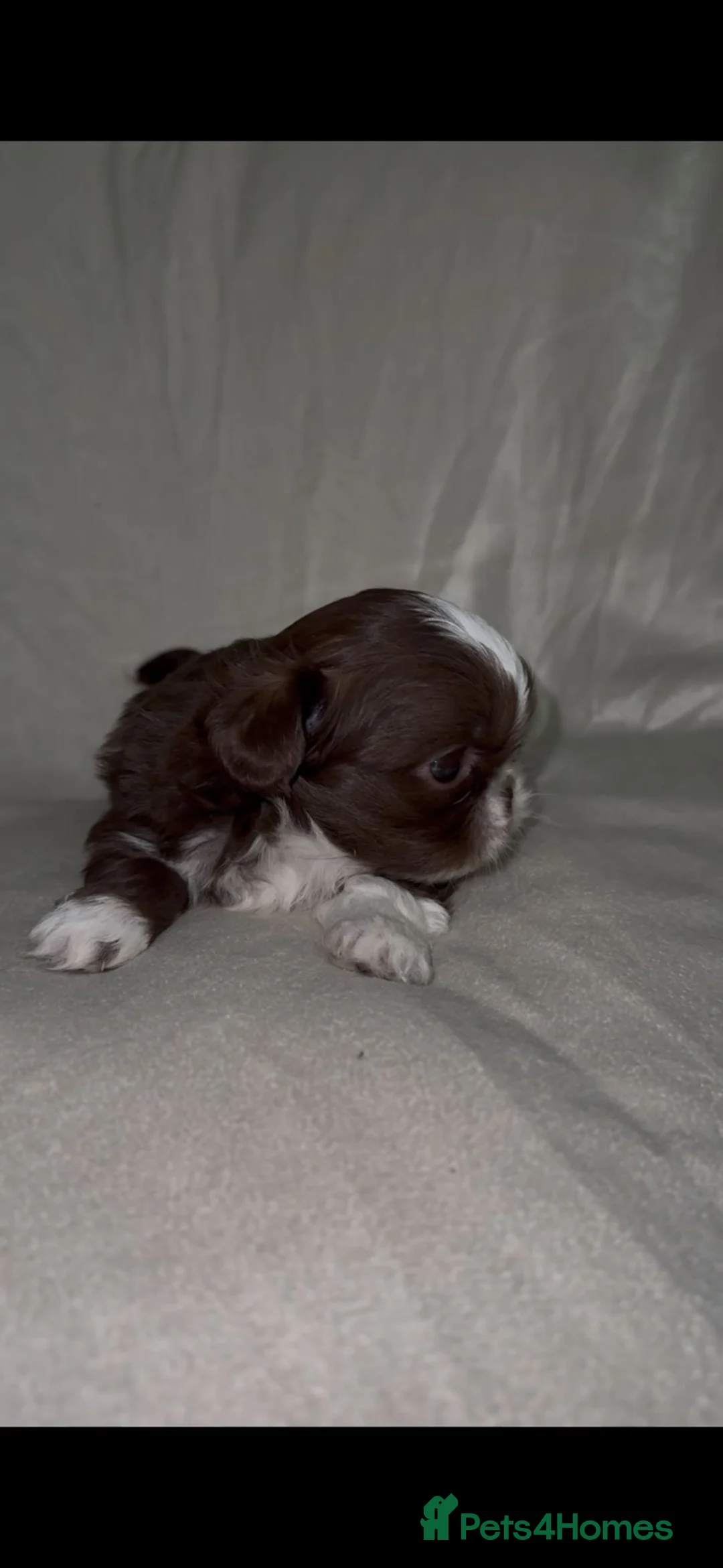 Shih Tzu dogs for sale: 🍫 KC CHOC IMPERIAL SHIH TZU PUPPIES 🍫 - Advert 16
