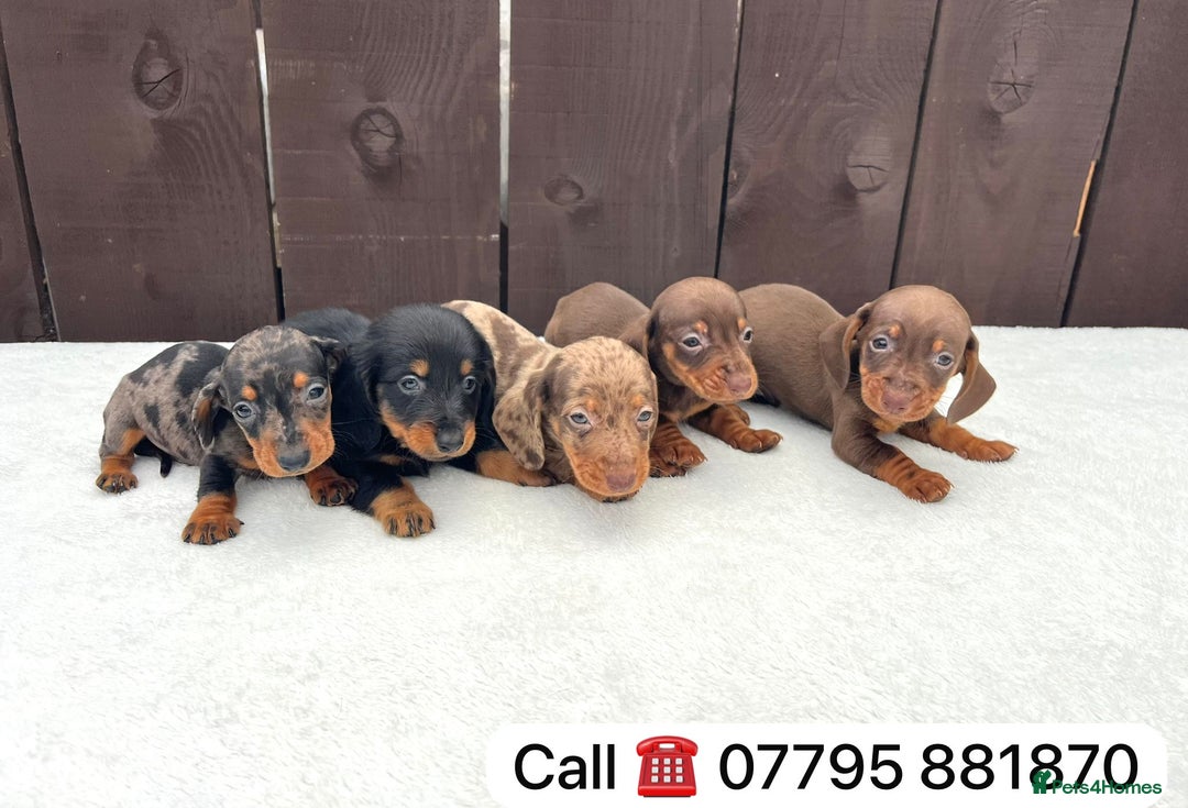Miniature Dachshund dogs for sale: Dachshund puppies 5Boys  - Image 7