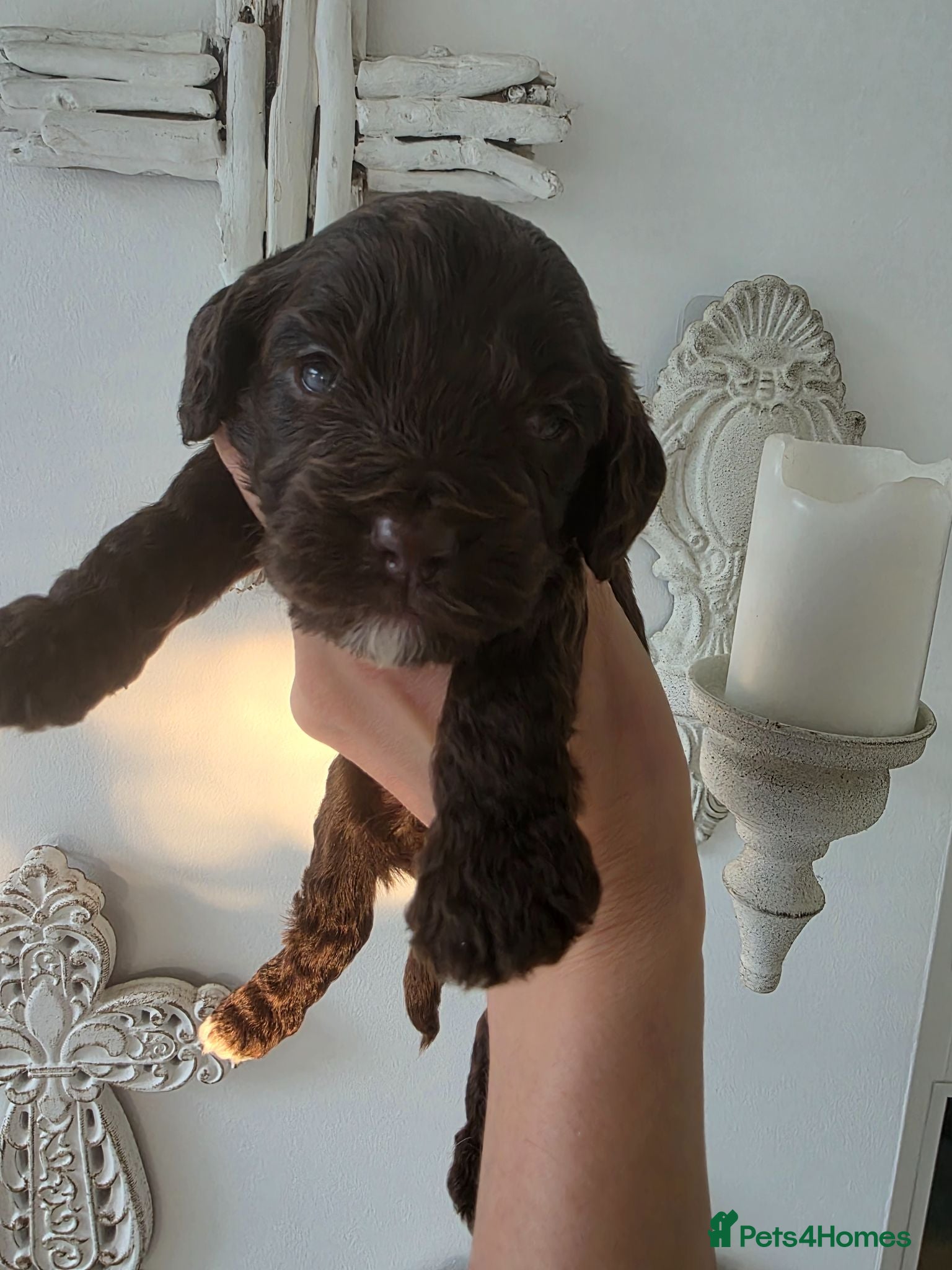Cockapoo dogs Stunning extensively health tested cockapoos  - Advert 1