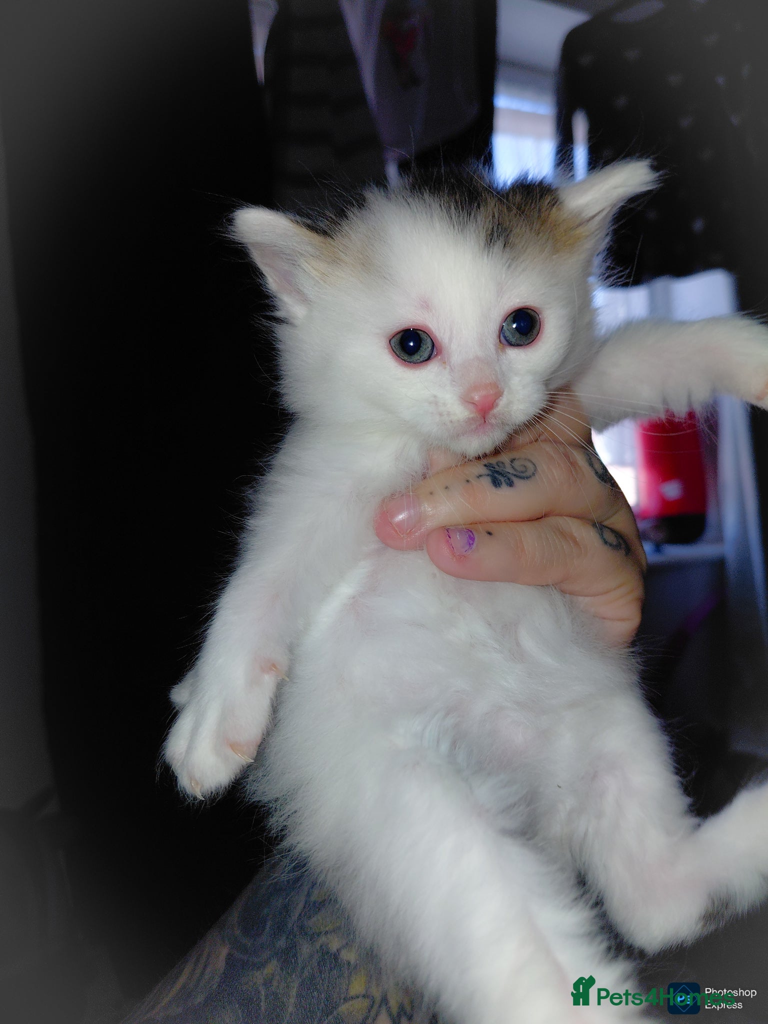 Mixed Breed cats mixed babies for sale  - Advert 21