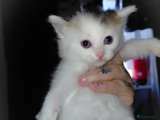 Mixed Breed cats mixed babies for sale - Advert 21