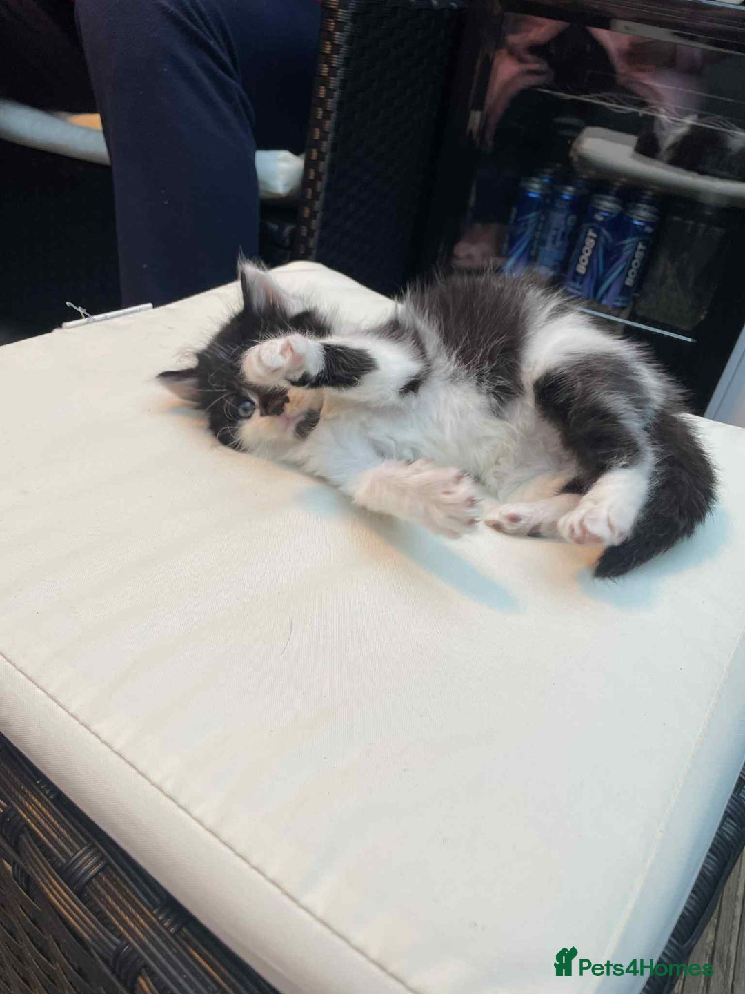 Mixed Breed cats for sale: Lovely boy for sale - Advert 10