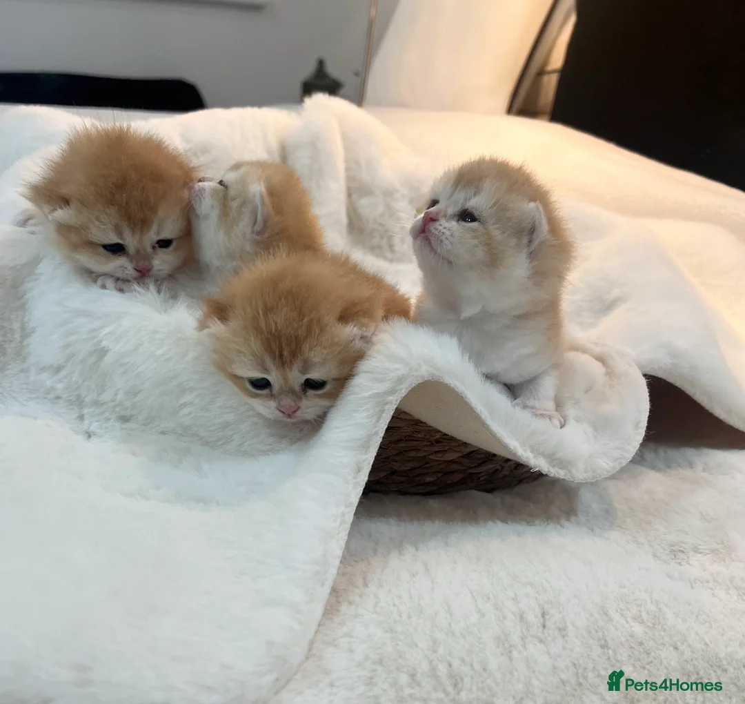 British Shorthair cats for sale: 🏆 Ny12 Golden British Shorthairs 🏆 - Advert 14