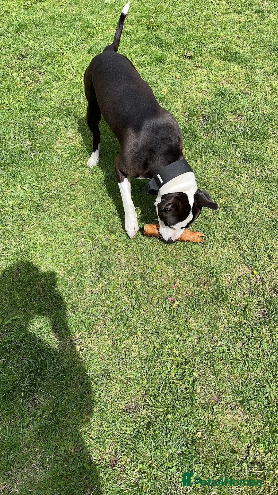 Mixed Breed dogs for sale: Zeus looking for a loving home  in Shildon - Advert 2
