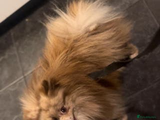 Pomeranian dogs Chocolate Merle Pomeranian stud in Sunderland - Advert 18