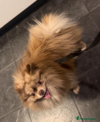 Pomeranian dogs Chocolate Merle Pomeranian stud in Sunderland - Advert 1