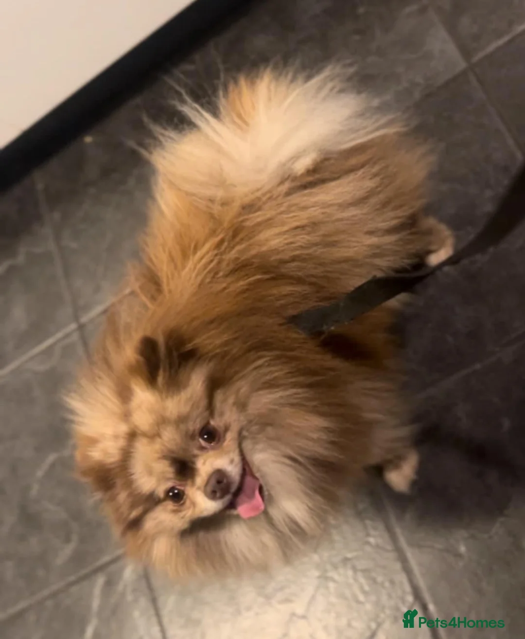 Pomeranian dogs for stud: Chocolate Merle Pomeranian stud  in Sunderland - Advert 1