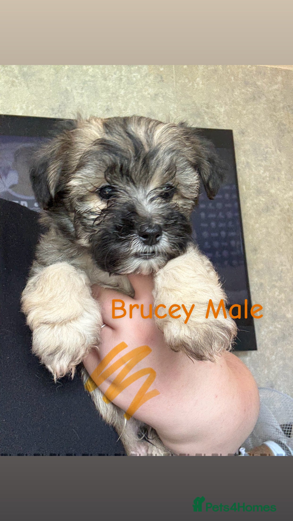 Yochon dogs Gorgeous YoChon Puppies  in Birmingham - Advert 1