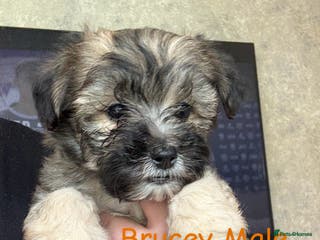 Yochon dogs Gorgeous YoChon Puppies in Birmingham - Advert 23