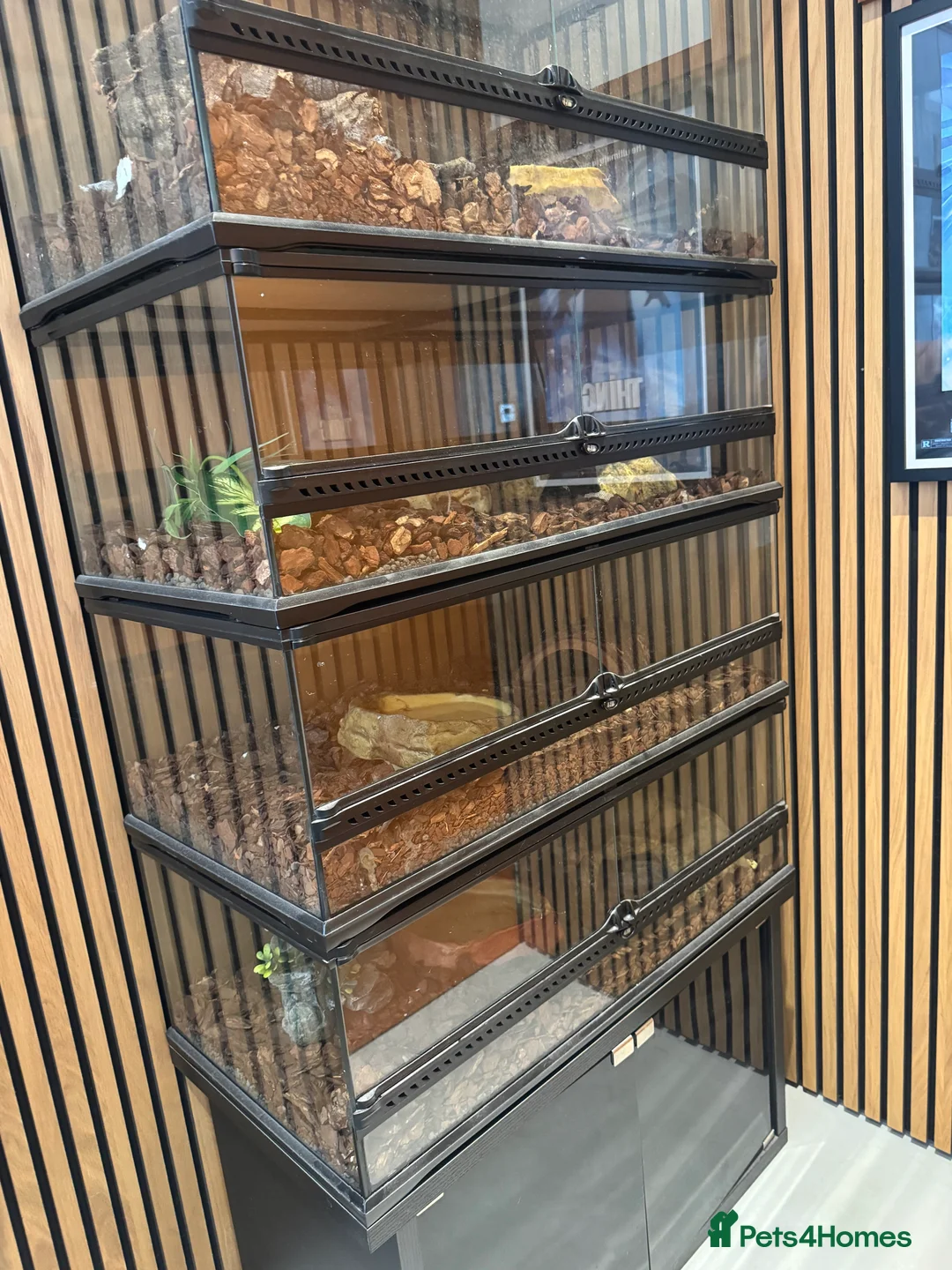 Python Snake reptiles for sale: Pied python  - Advert 4