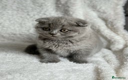 Scottish Fold cats for sale: Scottish fold and straight kittens  - Image 9