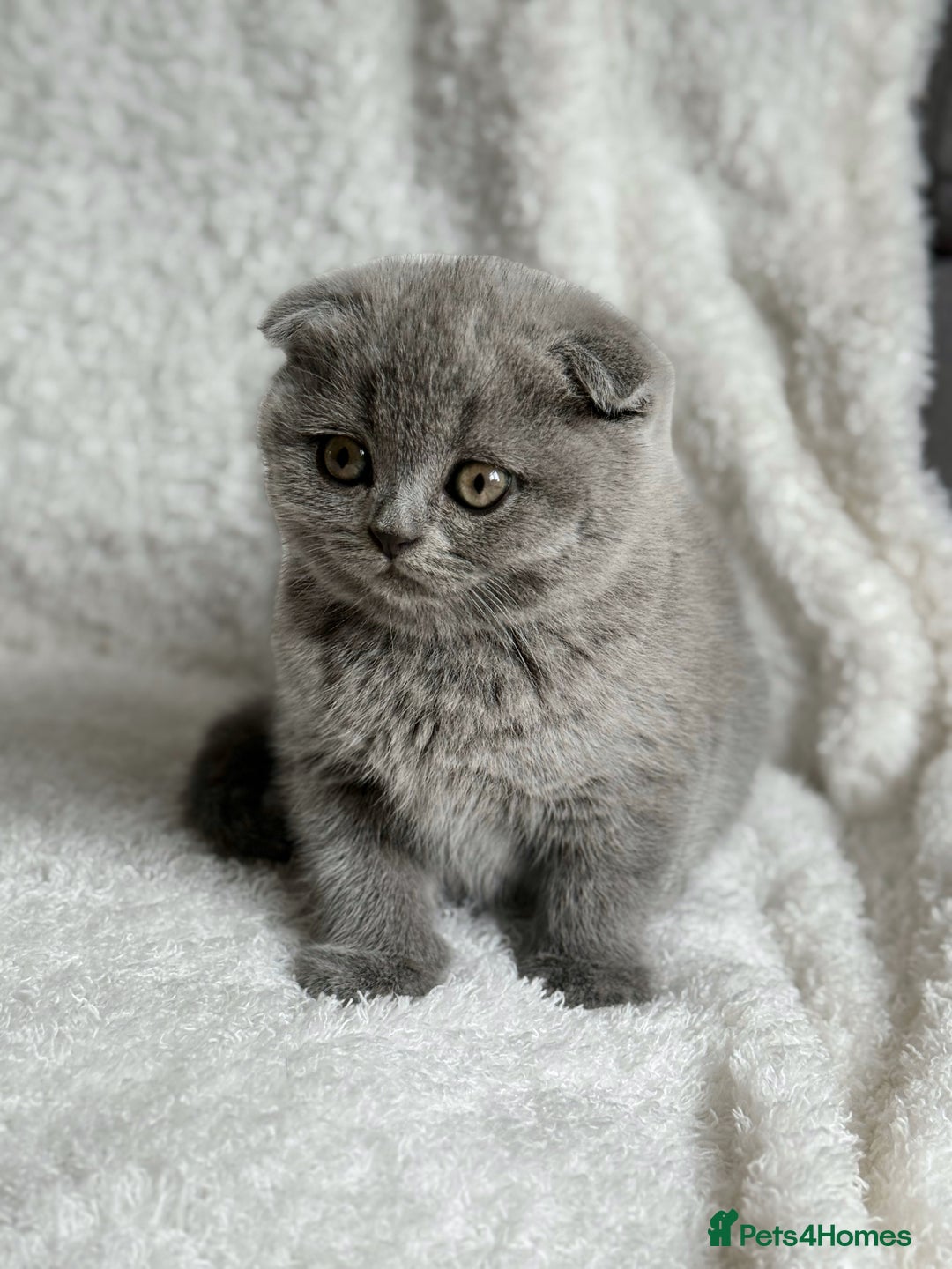 Scottish Fold cats for sale: Scottish fold and straight kittens  - Image 9