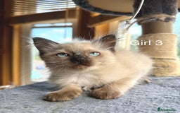 Ragdoll cats for sale: 4 beautiful ragdoll kittens  - Image 26