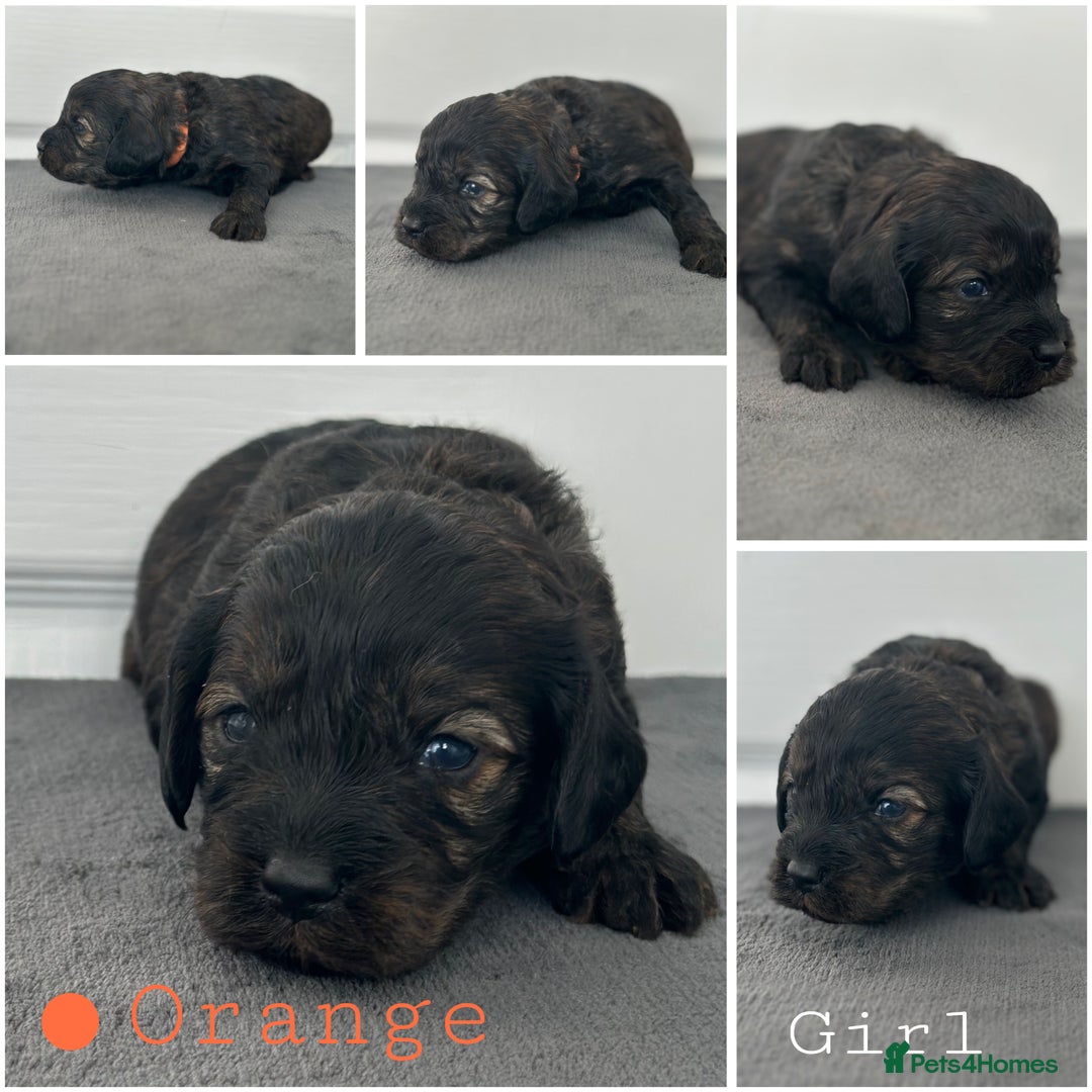 Mixed Breed dogs for sale: Cavapoo x Cockapoo puppies  - Advert 7