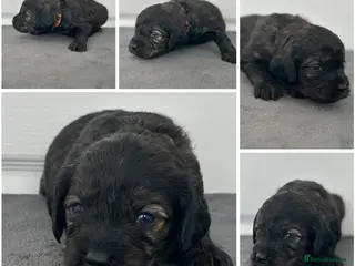 Mixed Breed dogs Cavapoo x Cockapoo puppies - Advert 3