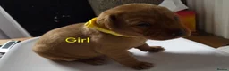 Labrador Retriever dogs for sale: Fox red labarador  - Advert 3