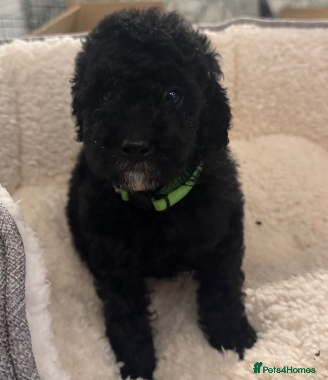 Cockapoo dogs for sale: 🌟 ADORABLE Cockapoo puppies 🌟 ready to leave 🐾 - Image 14
