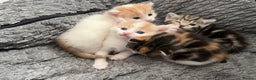 Mixed Breed cats for sale: Mixed breed kittens loving for their forever home - Advert 7