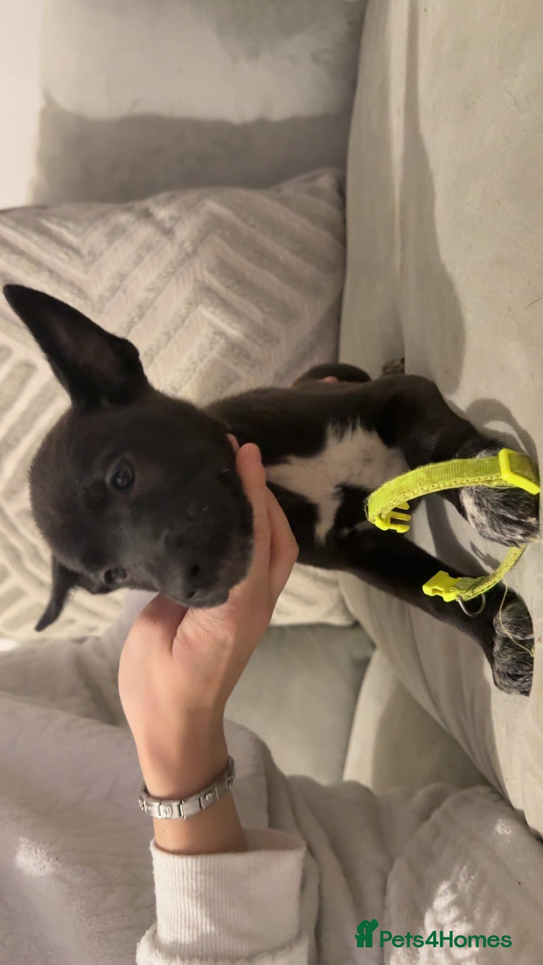 Mixed Breed dogs for sale: Cane corso hybrid Akita’s  - Advert 23