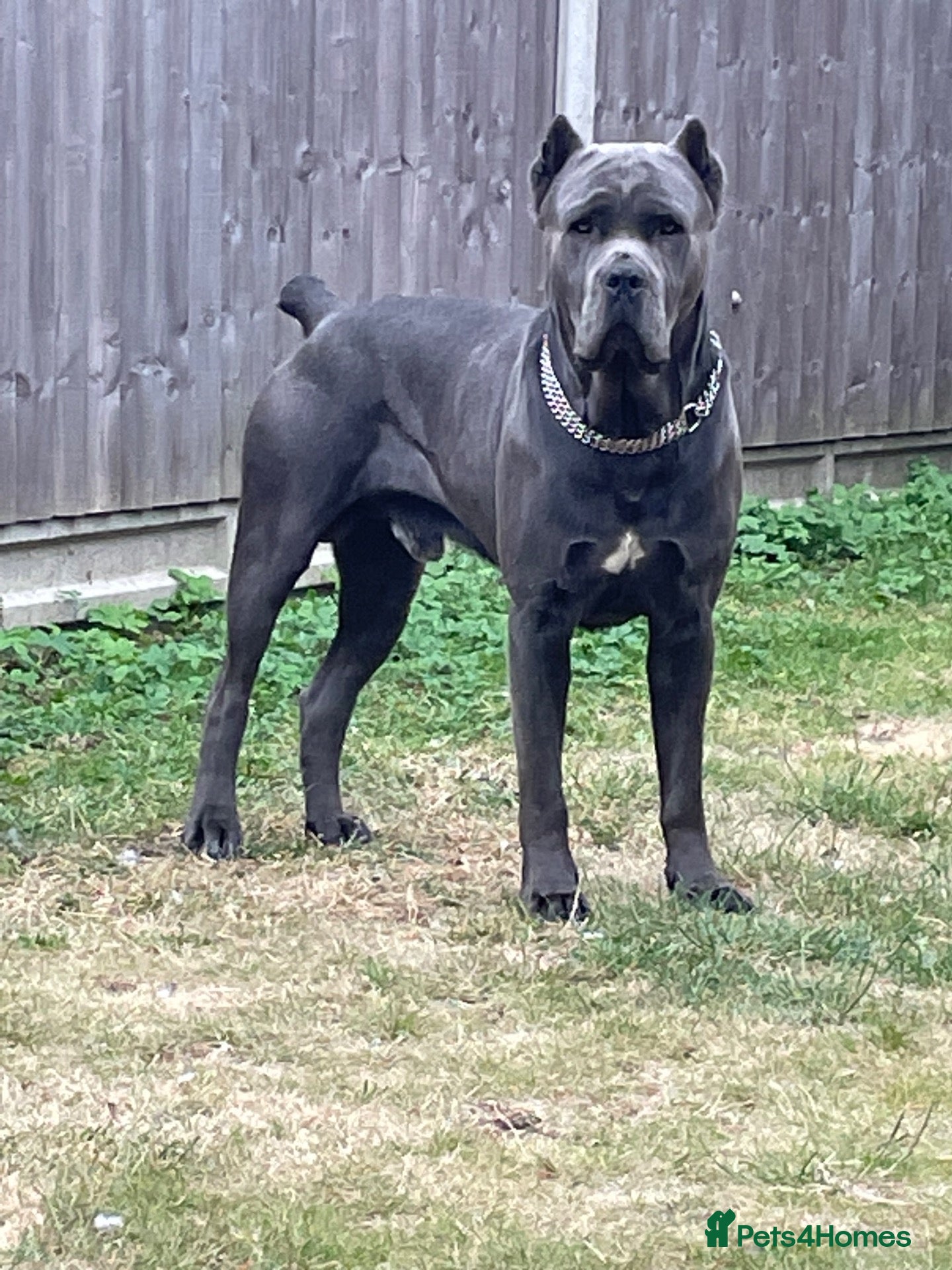 Cane Corso dogs Cane Corso for Stud - Advert 2