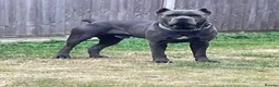 Cane Corso dogs for stud: Cane Corso for Stud in St Albans - Advert 2