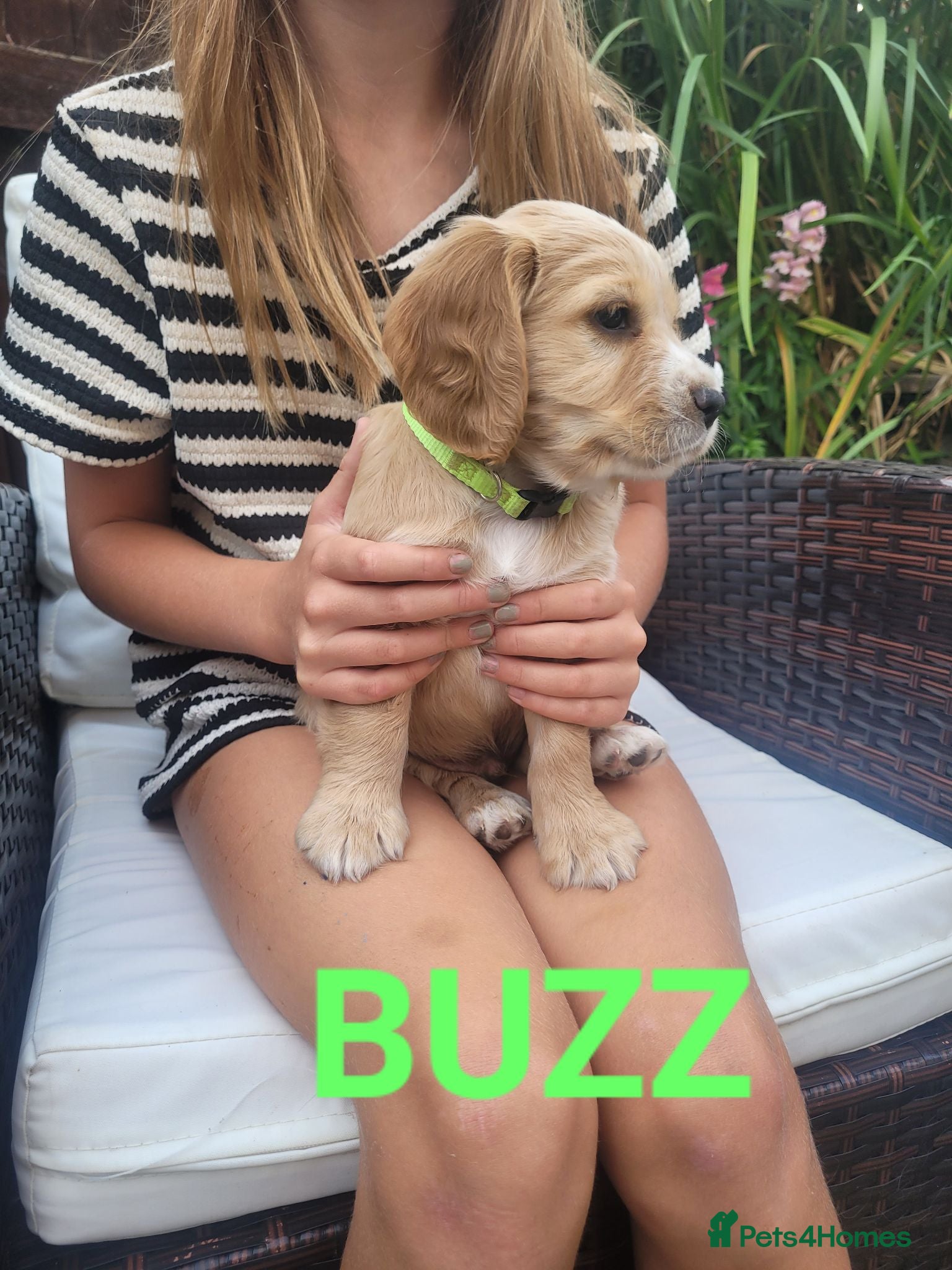 Cocker Spaniel dogs Last little boy working cocker spaniel pupz - Advert 5