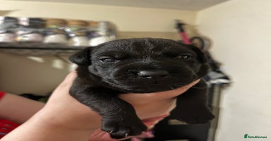 Patterdale Terrier dogs - Advert 10