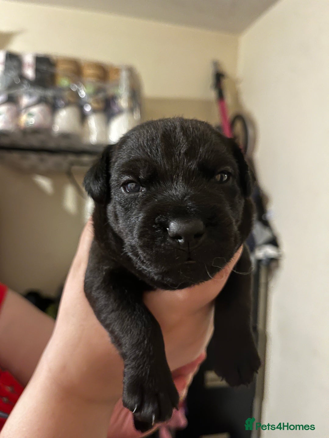 Patterdale Terrier dogs for sale: Patterdale puppies good bloodlines - Image 3