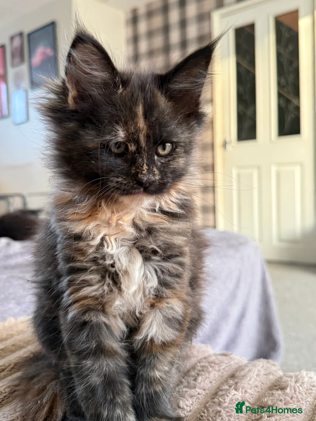 Maine Coon cats for sale: Beautiful Maine Coon Kittens - Advert 11